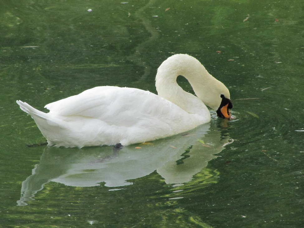 mute swan