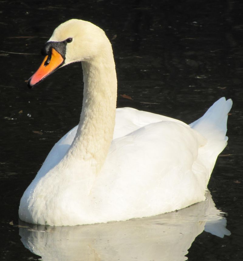 Mute Swan
