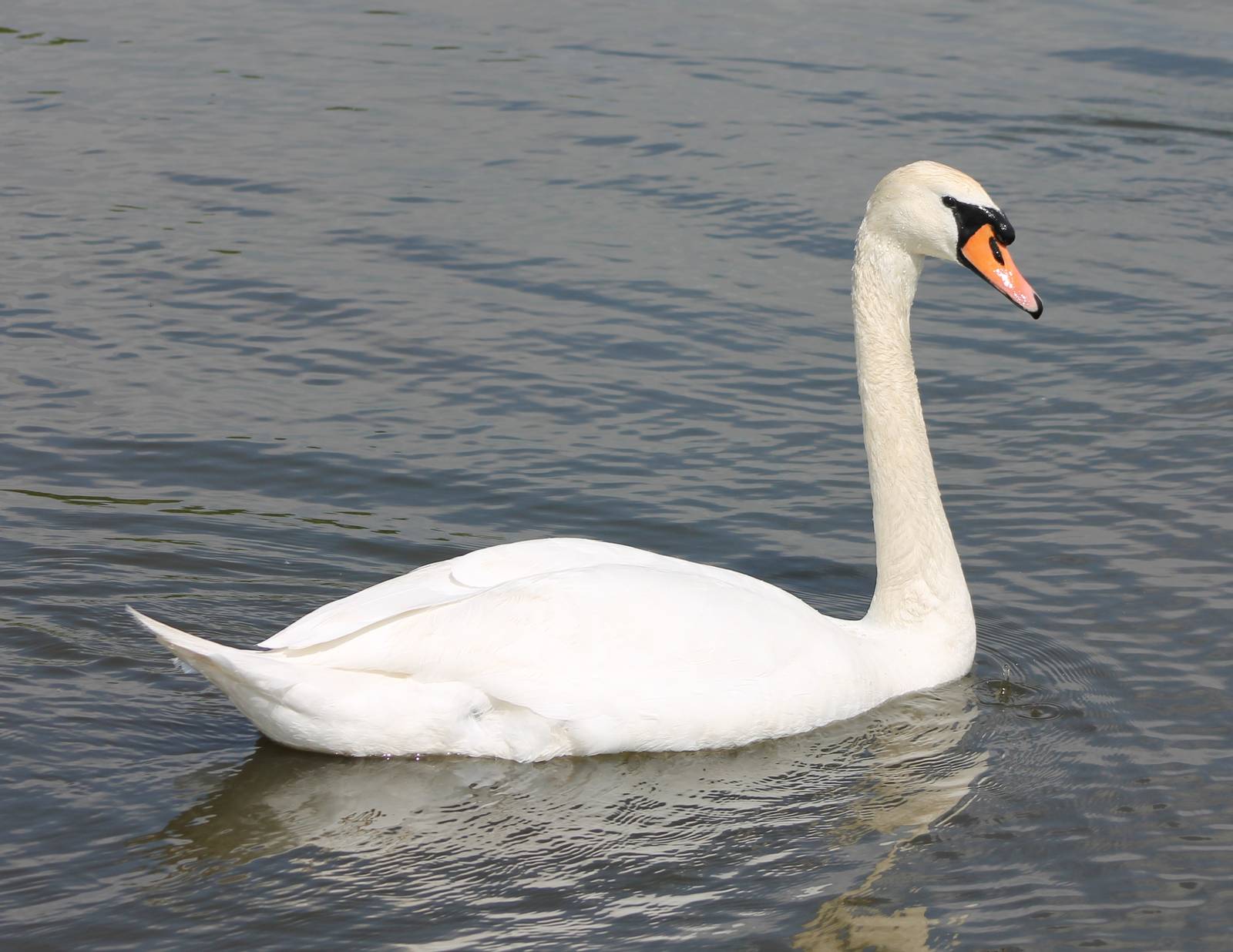 Mute swan