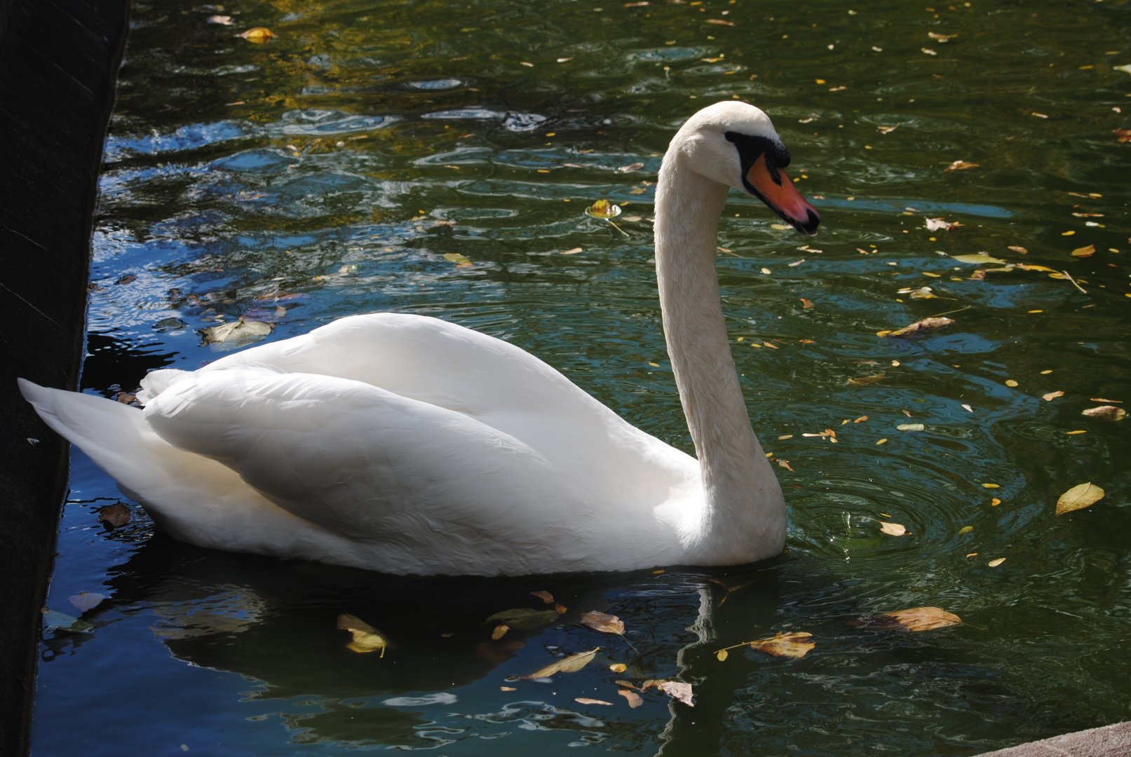 Mute Swan