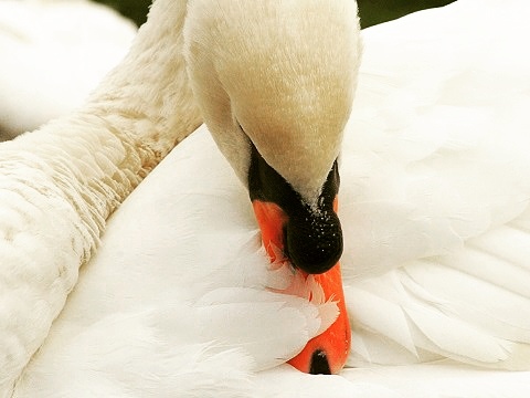 Mute Swan