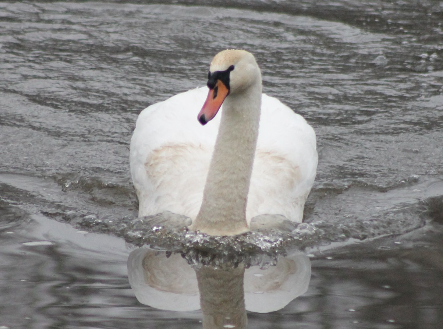 Mute swan