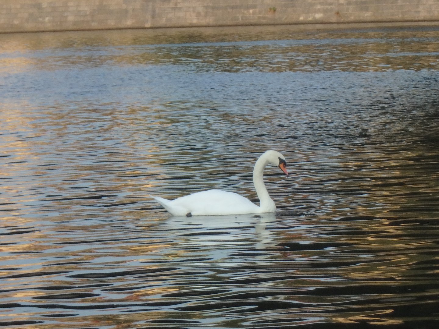 Mute swan