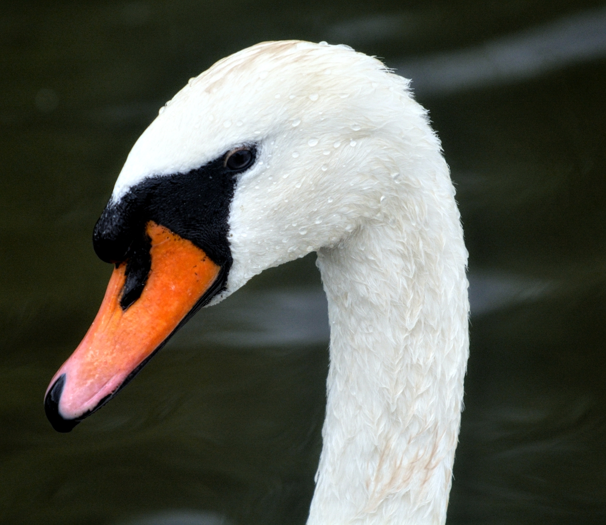 .:Mute Swan:.