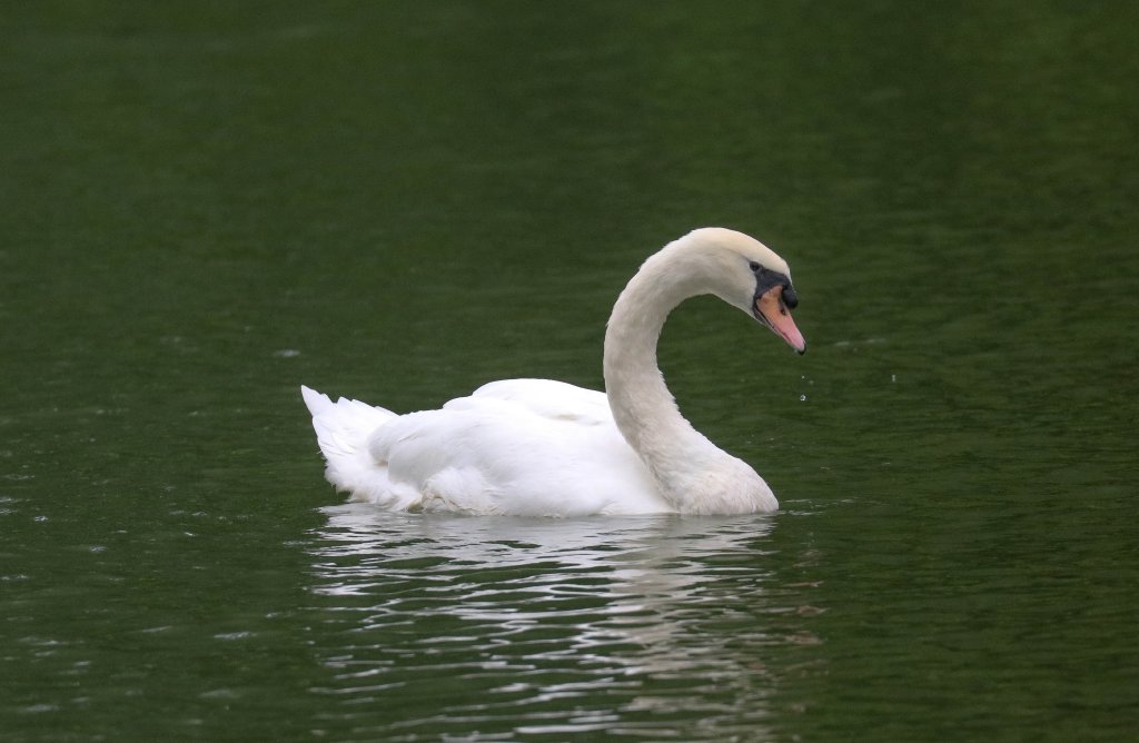 Mute Swan