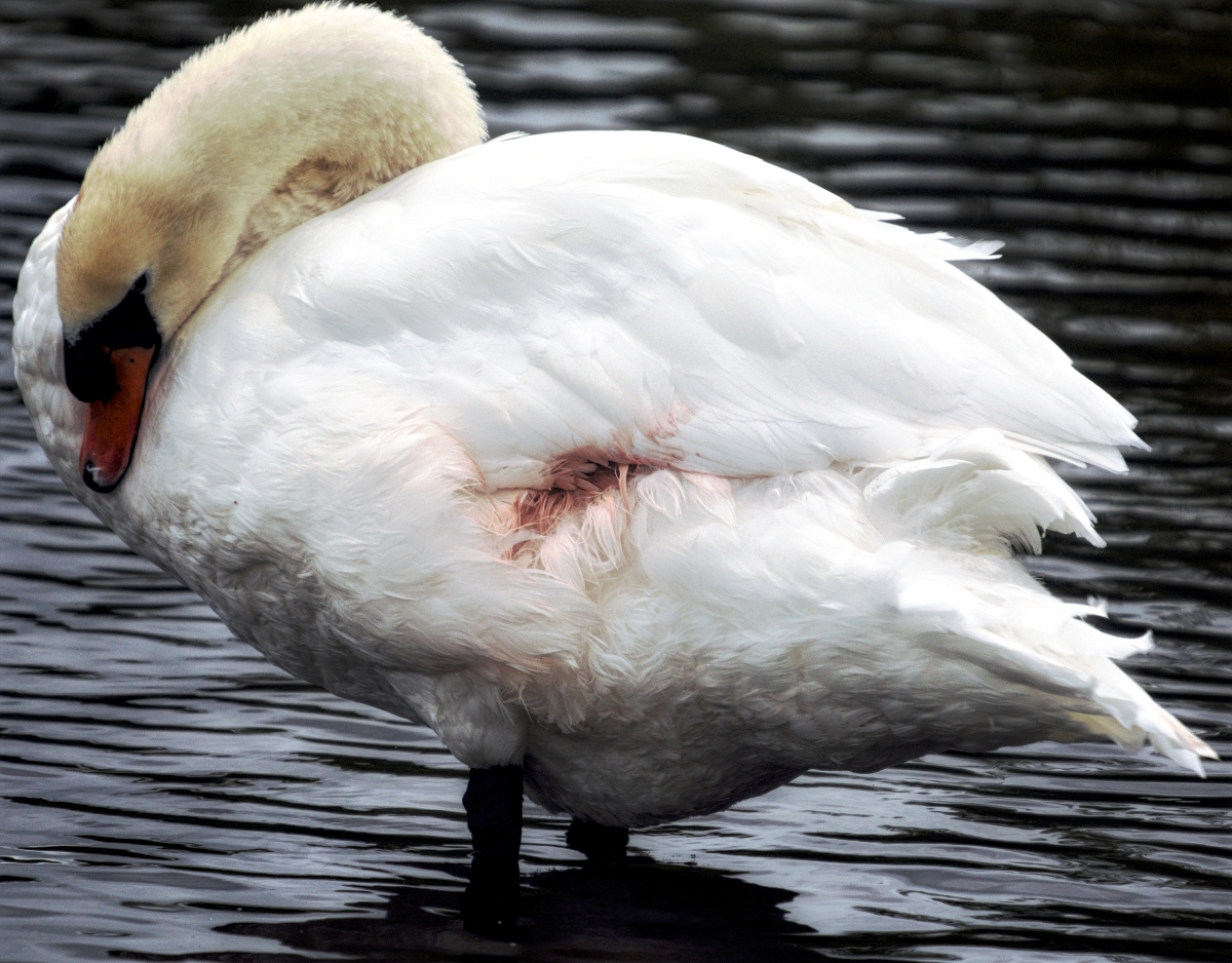 Mute Swan