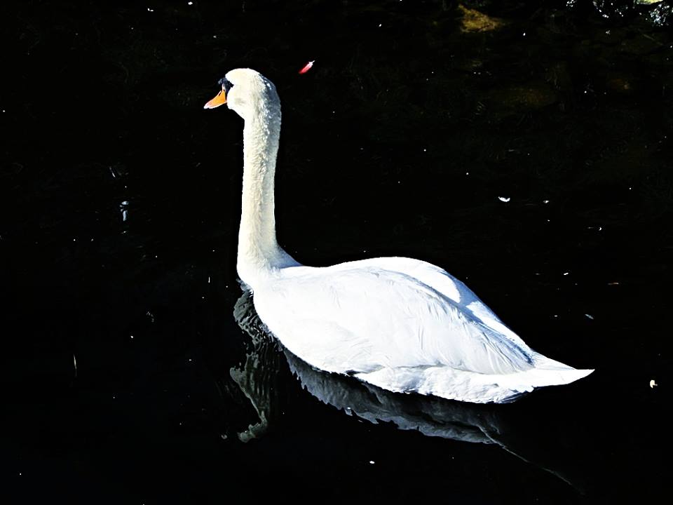Mute Swan