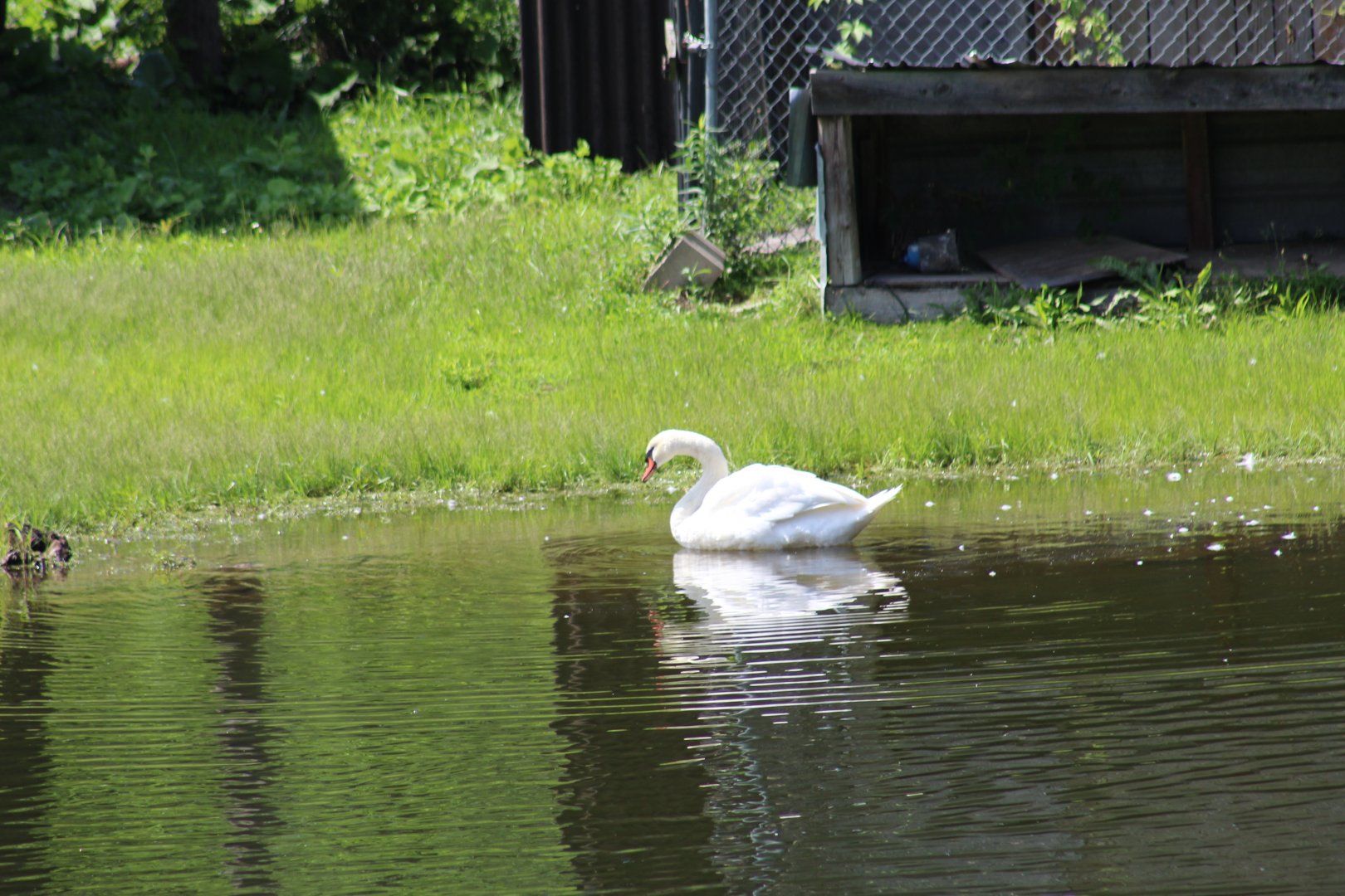 Mute Swan