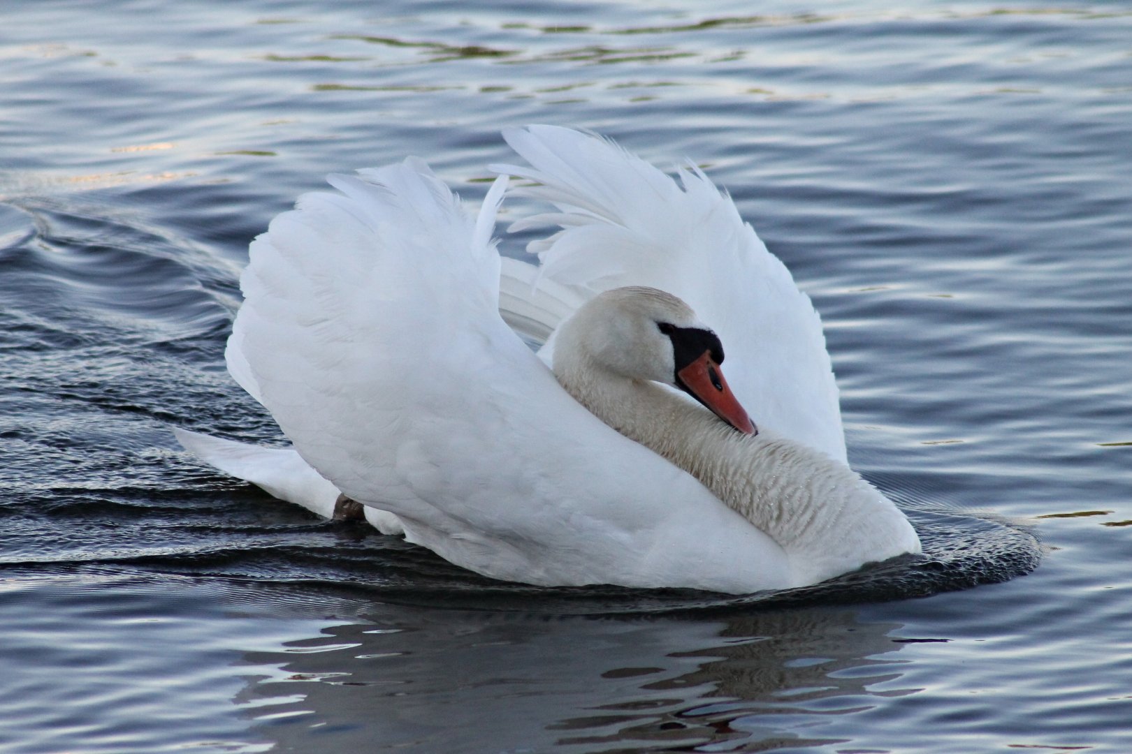 Mute swan