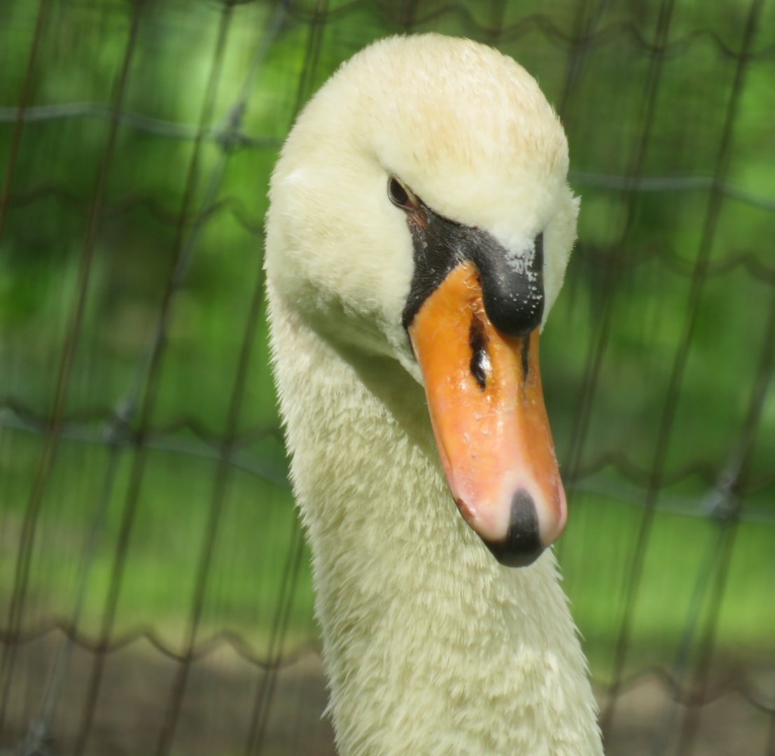 Mute swan