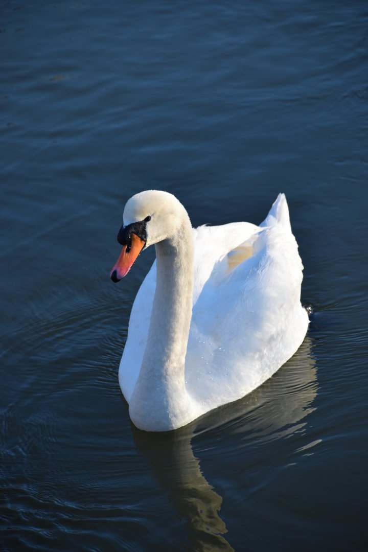 Mute swan