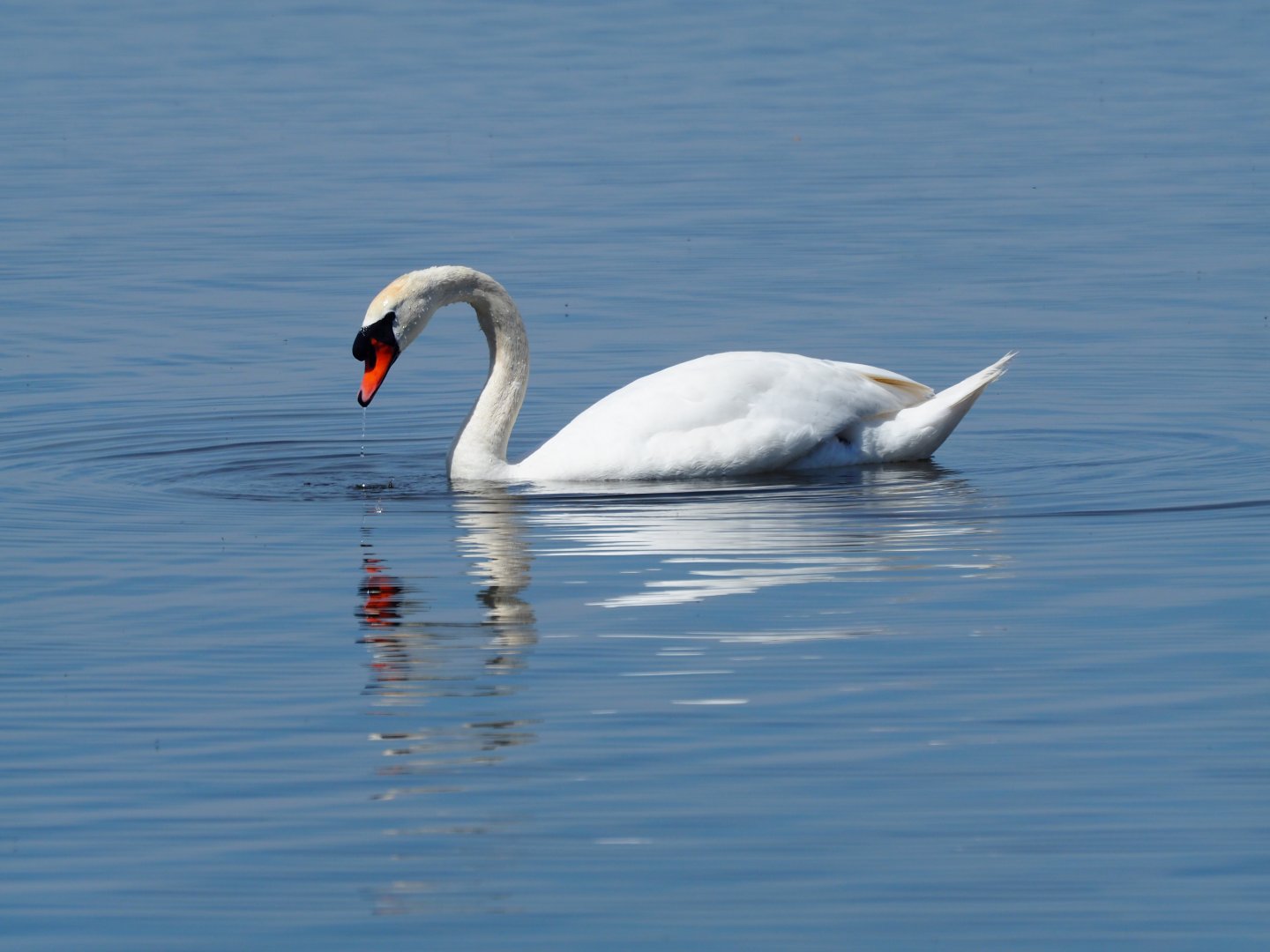 Mute Swan