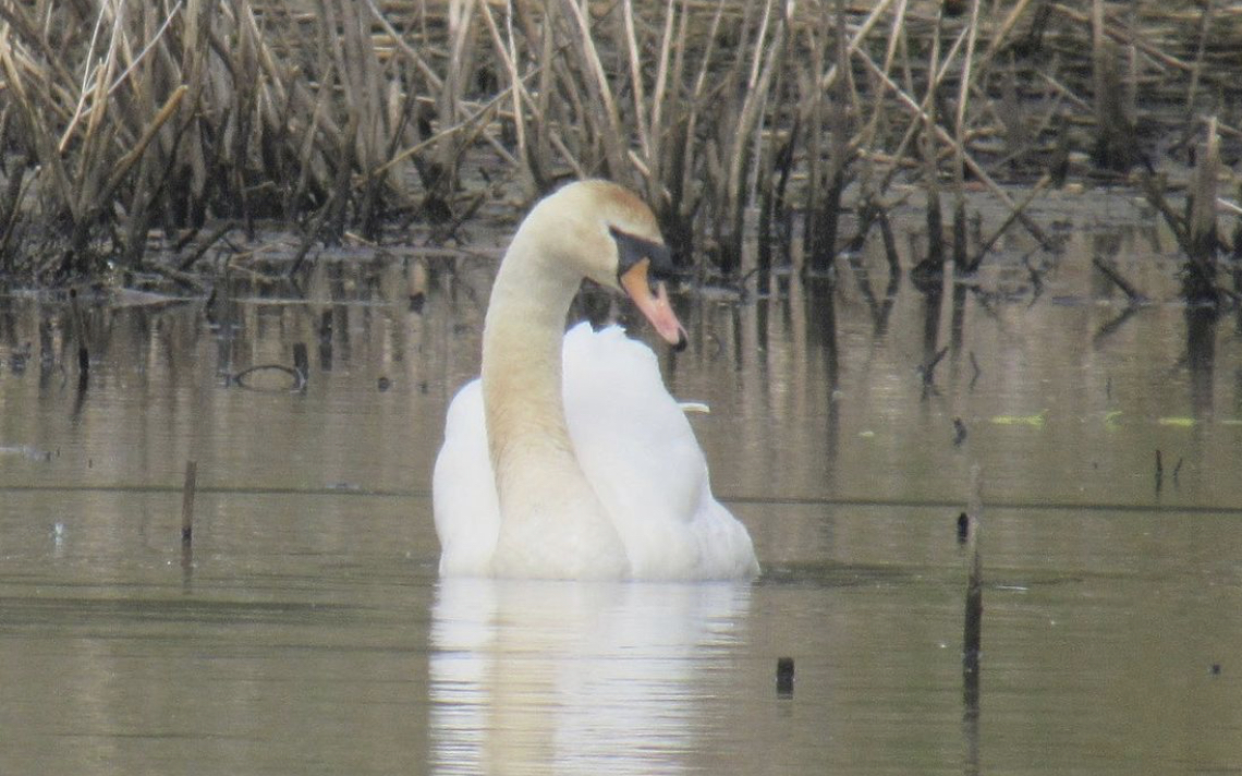 Mute swan