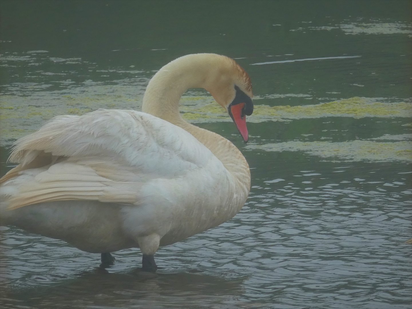Mute Swan