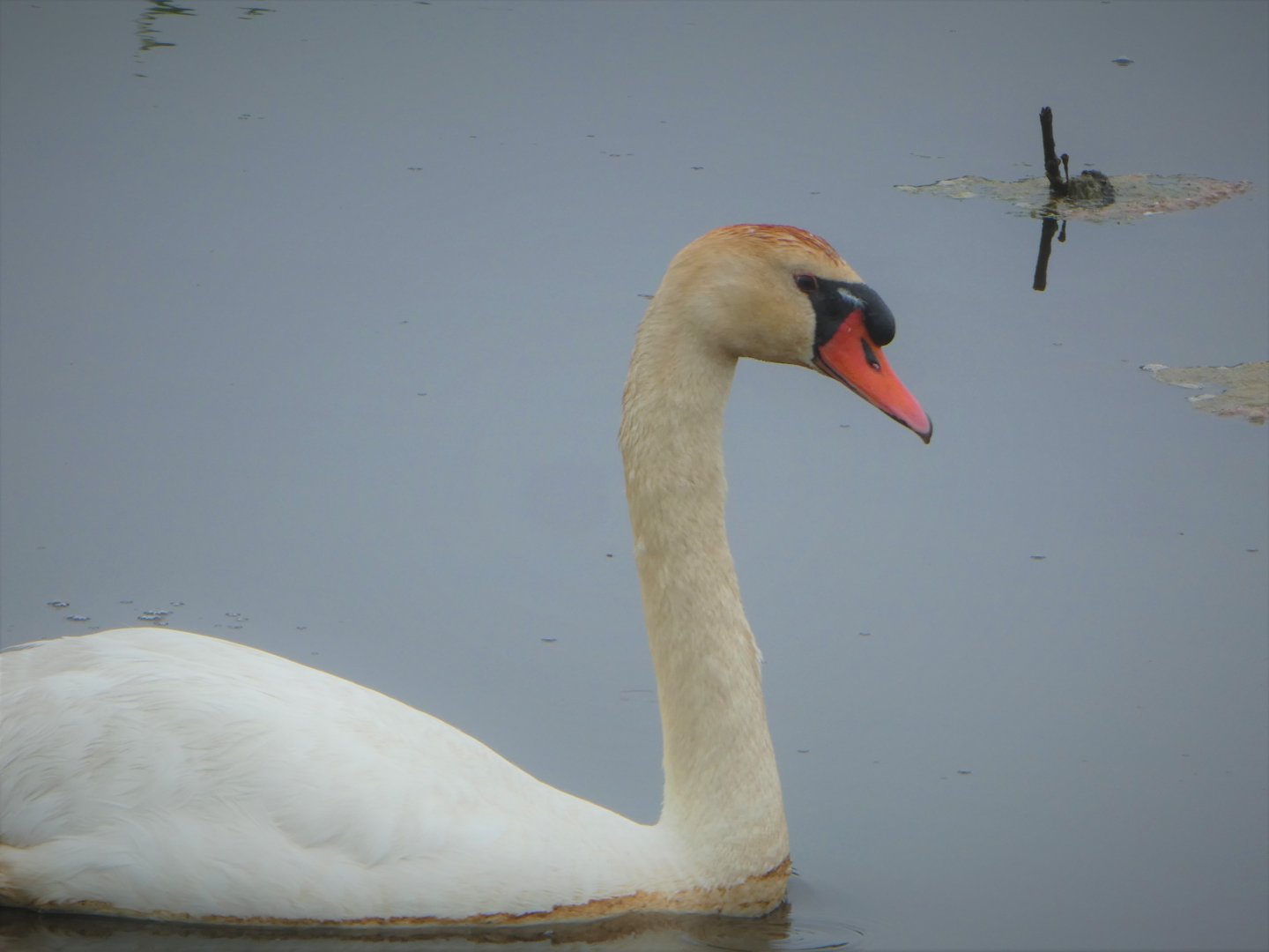 Mute Swan