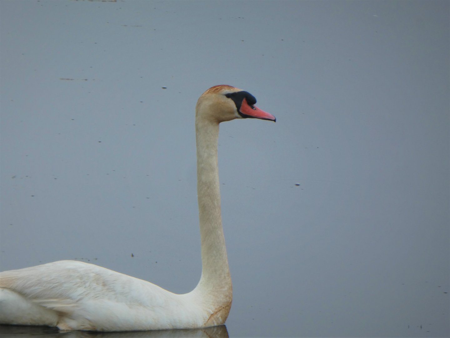 Mute Swan