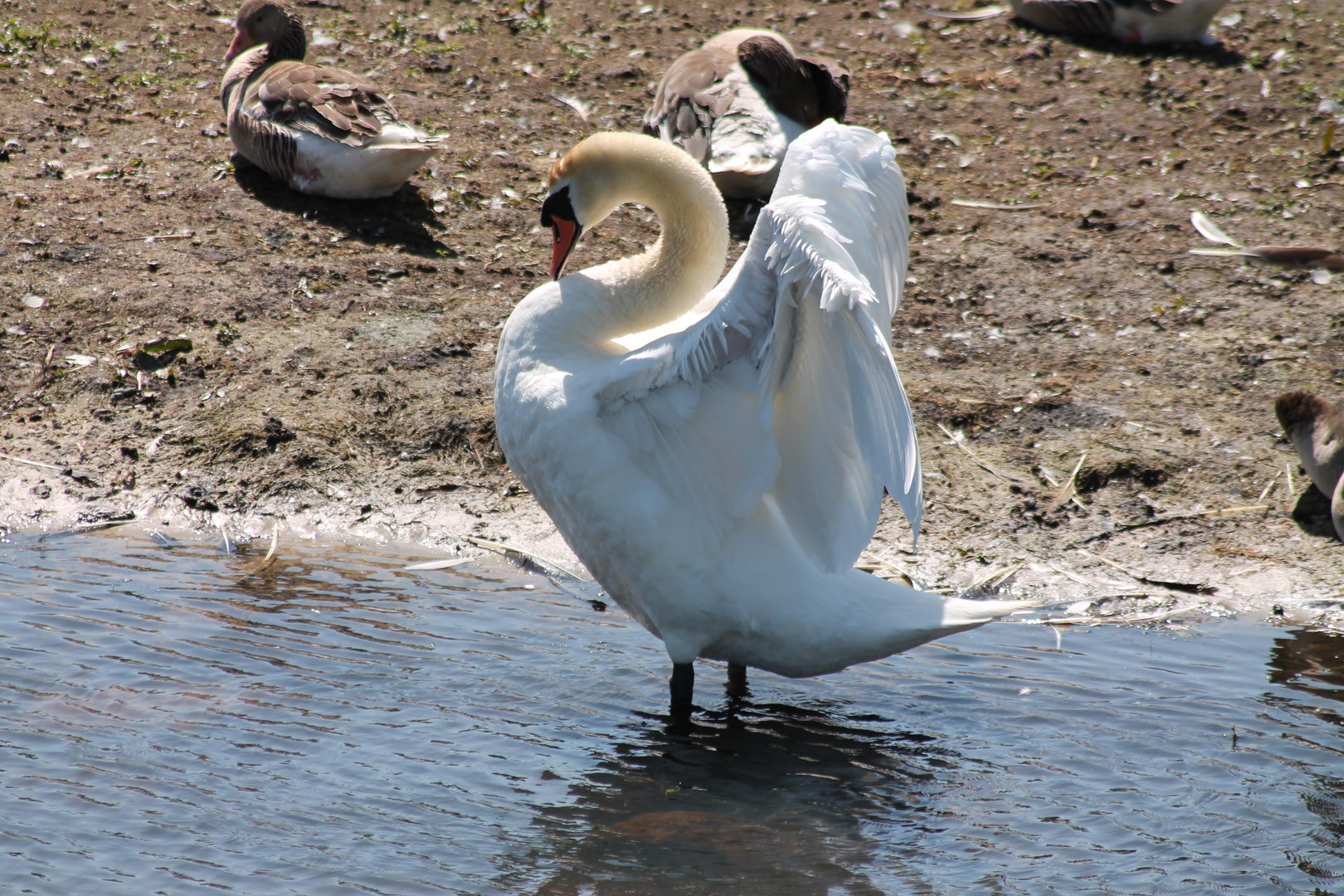 Mute swan