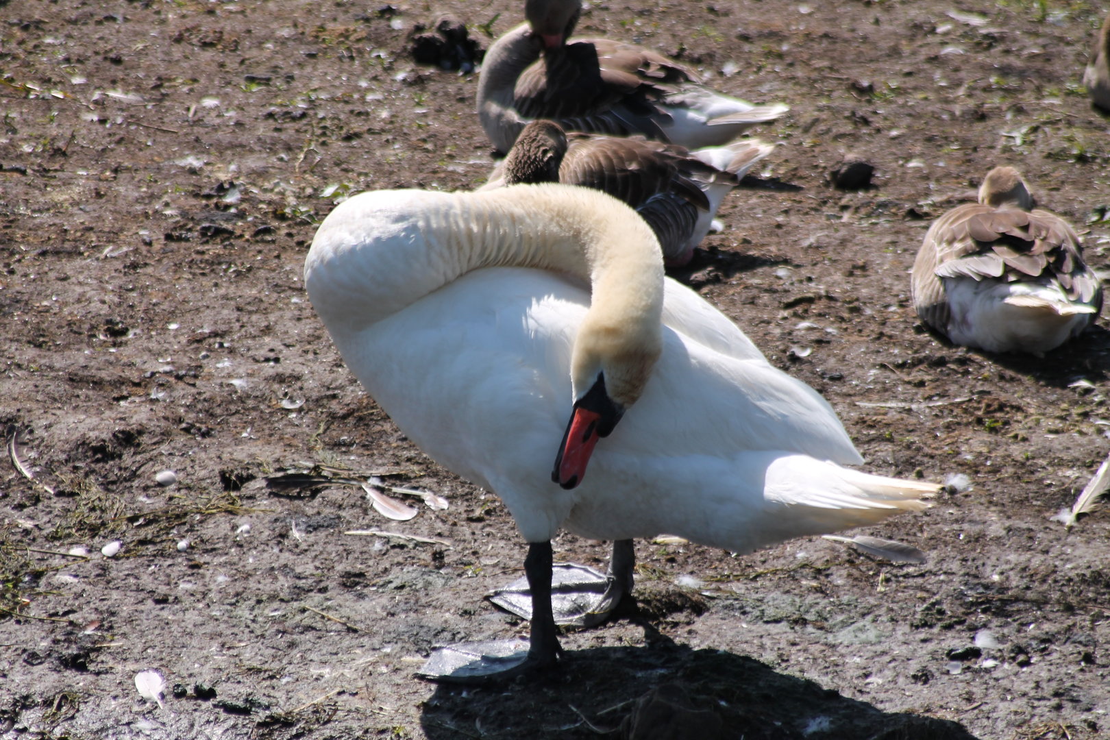 Mute swan