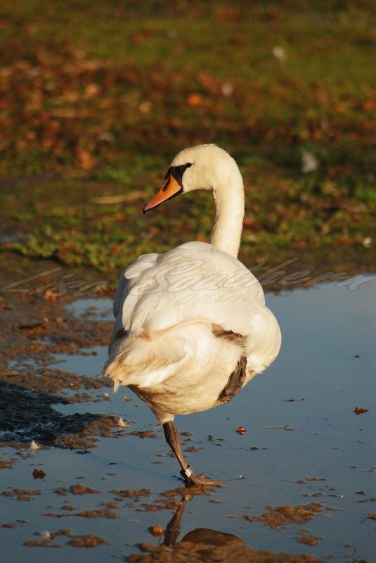 Mute Swan