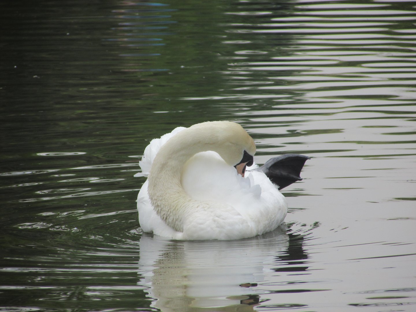 Mute swan