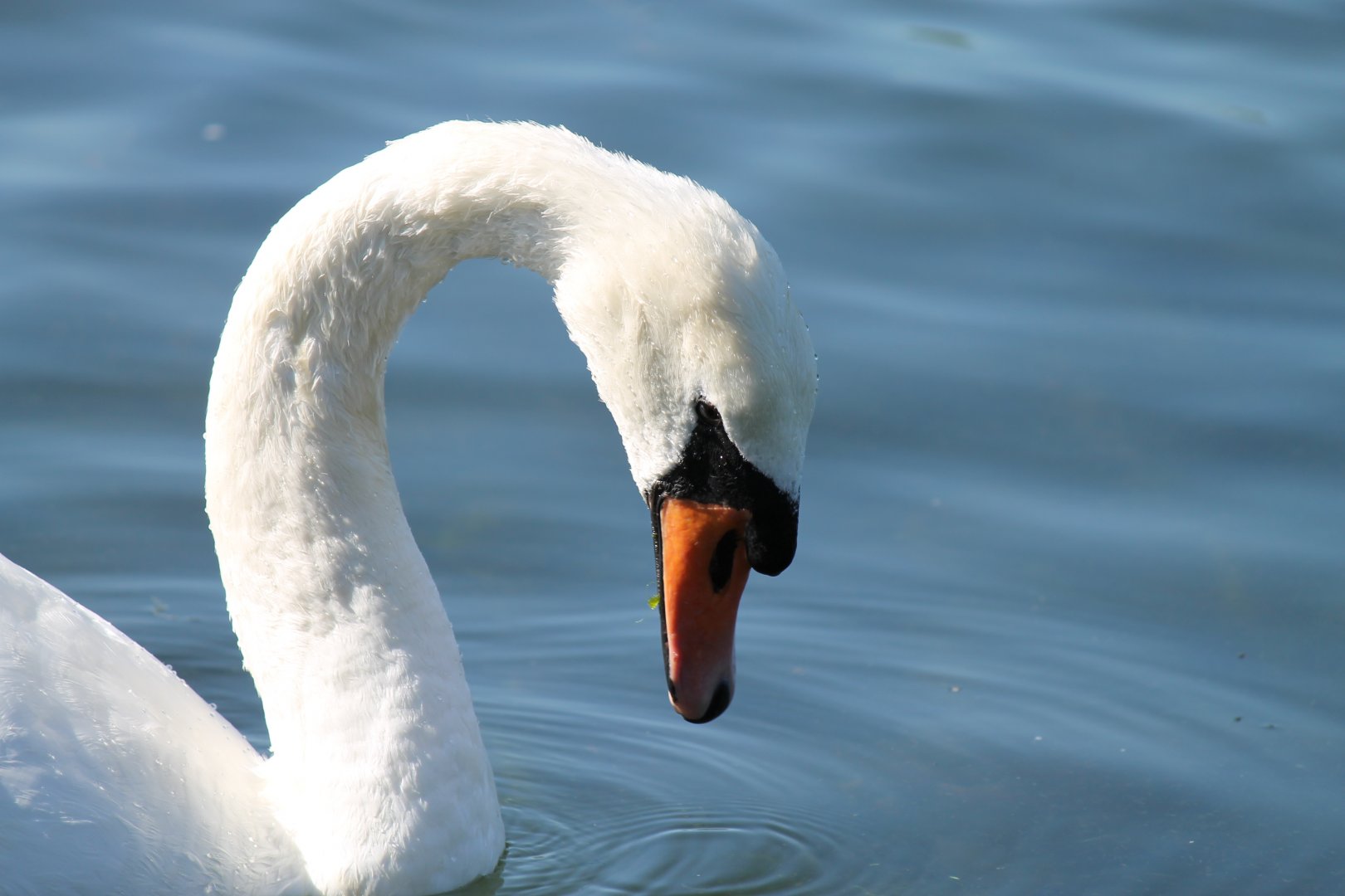 Mute Swan