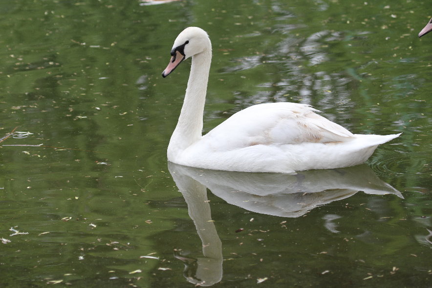 mute swan1