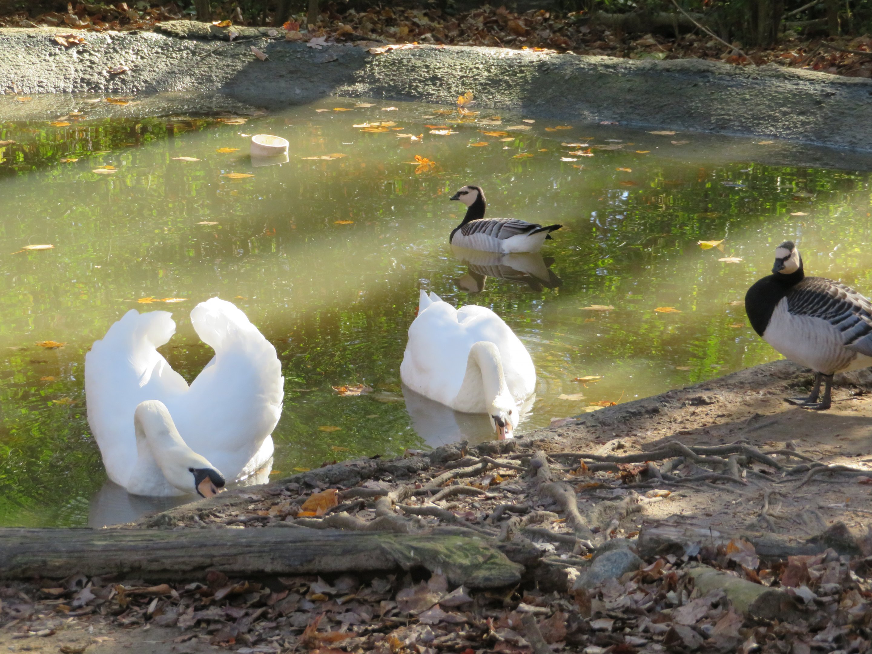Mute Swans and Barnacle Geese
