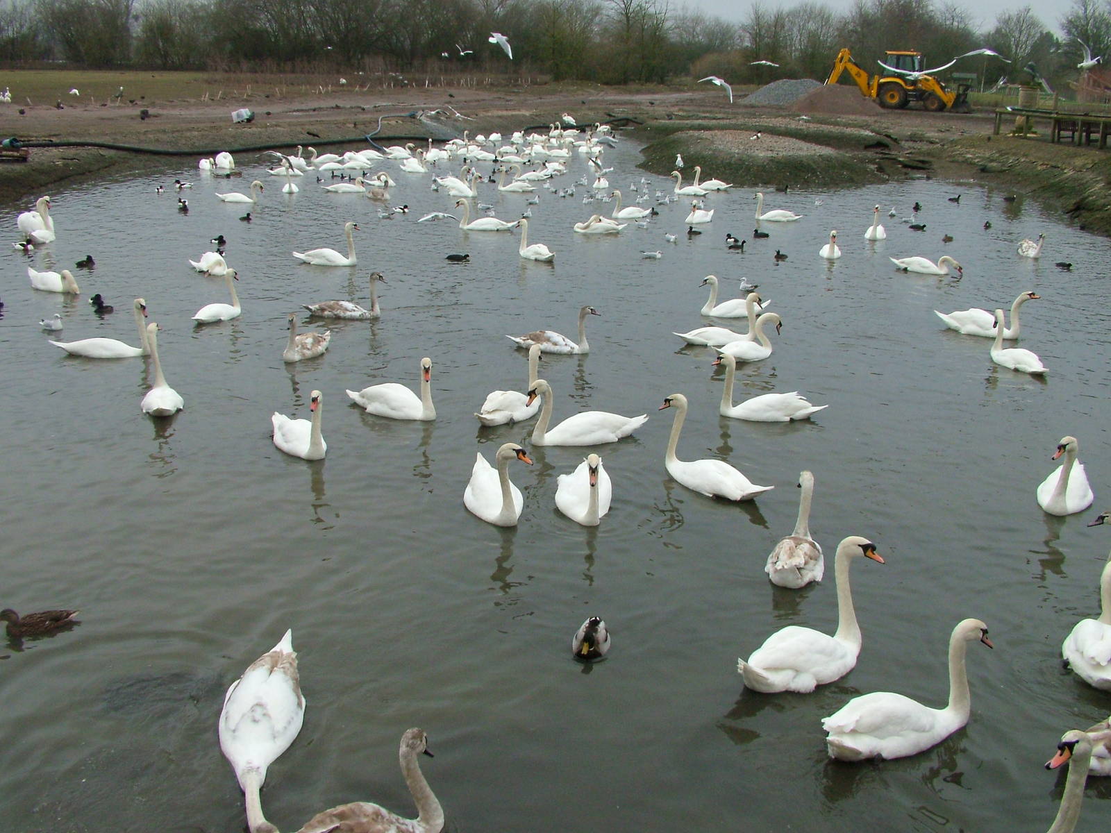 Mute Swans at Slimbridge 06/02/10