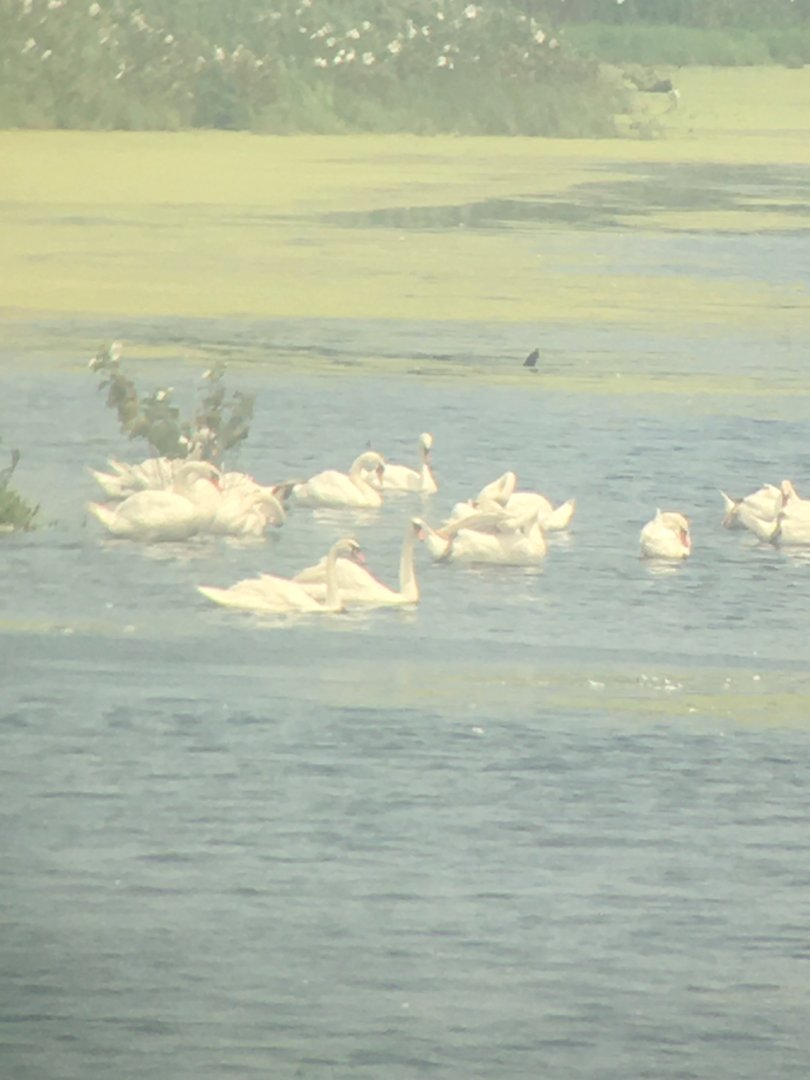Mute Swans, Cape May County, NJ