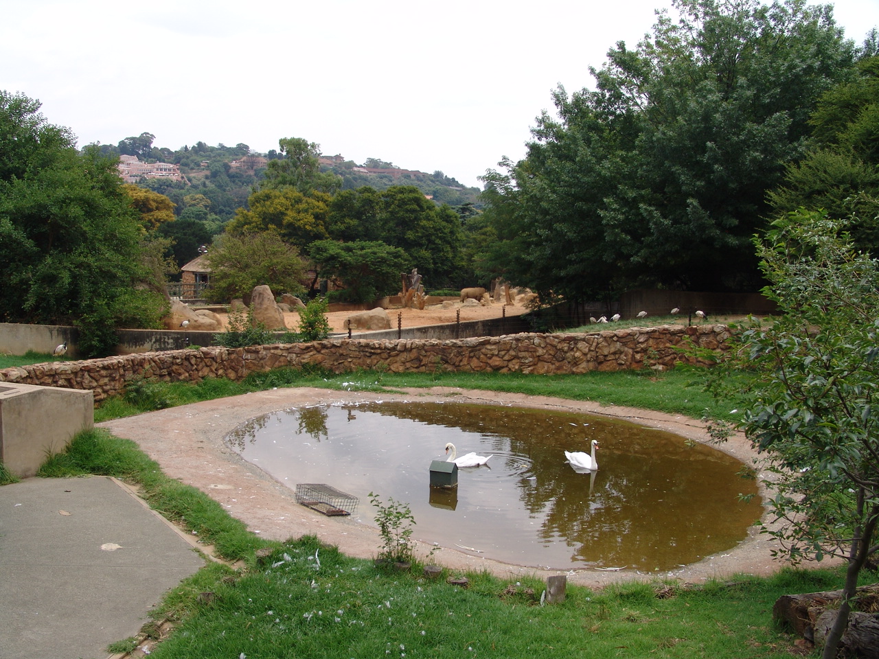 Mute Swan's (Cygnus olor) enclosure