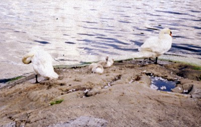 Mute swans (Cygnus olor)