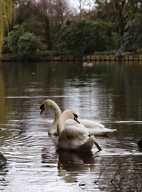 Mute swans (Cygnus olor)