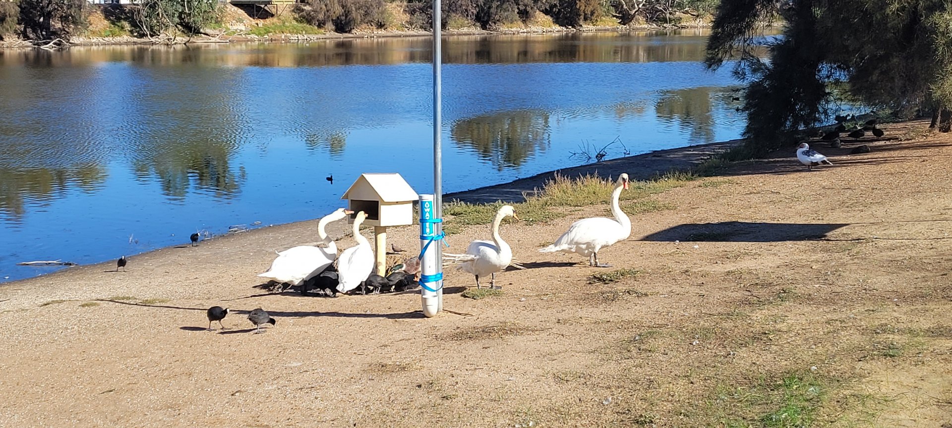 Mute Swans @ feeder in Northam WA
