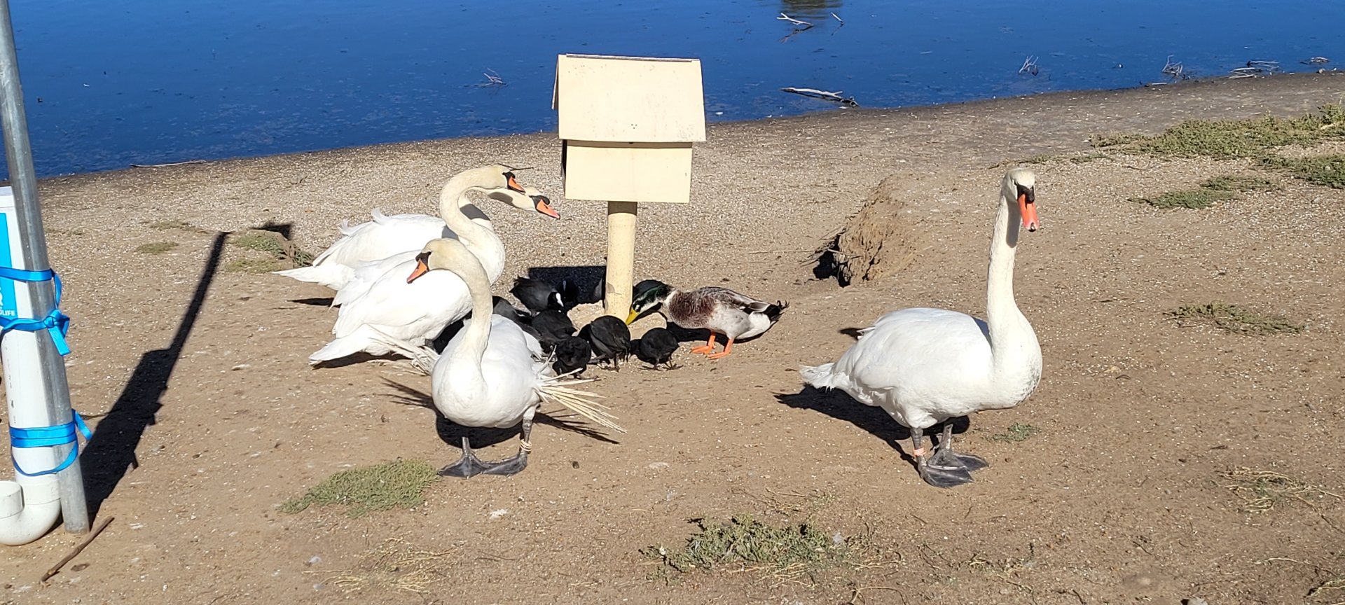 Mute Swans @ feeder in Northam WA