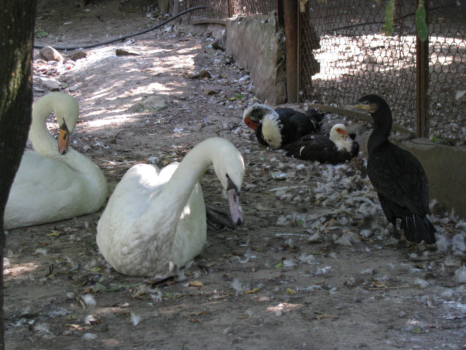 Mute swans, muscovy ducks & greater cormorant