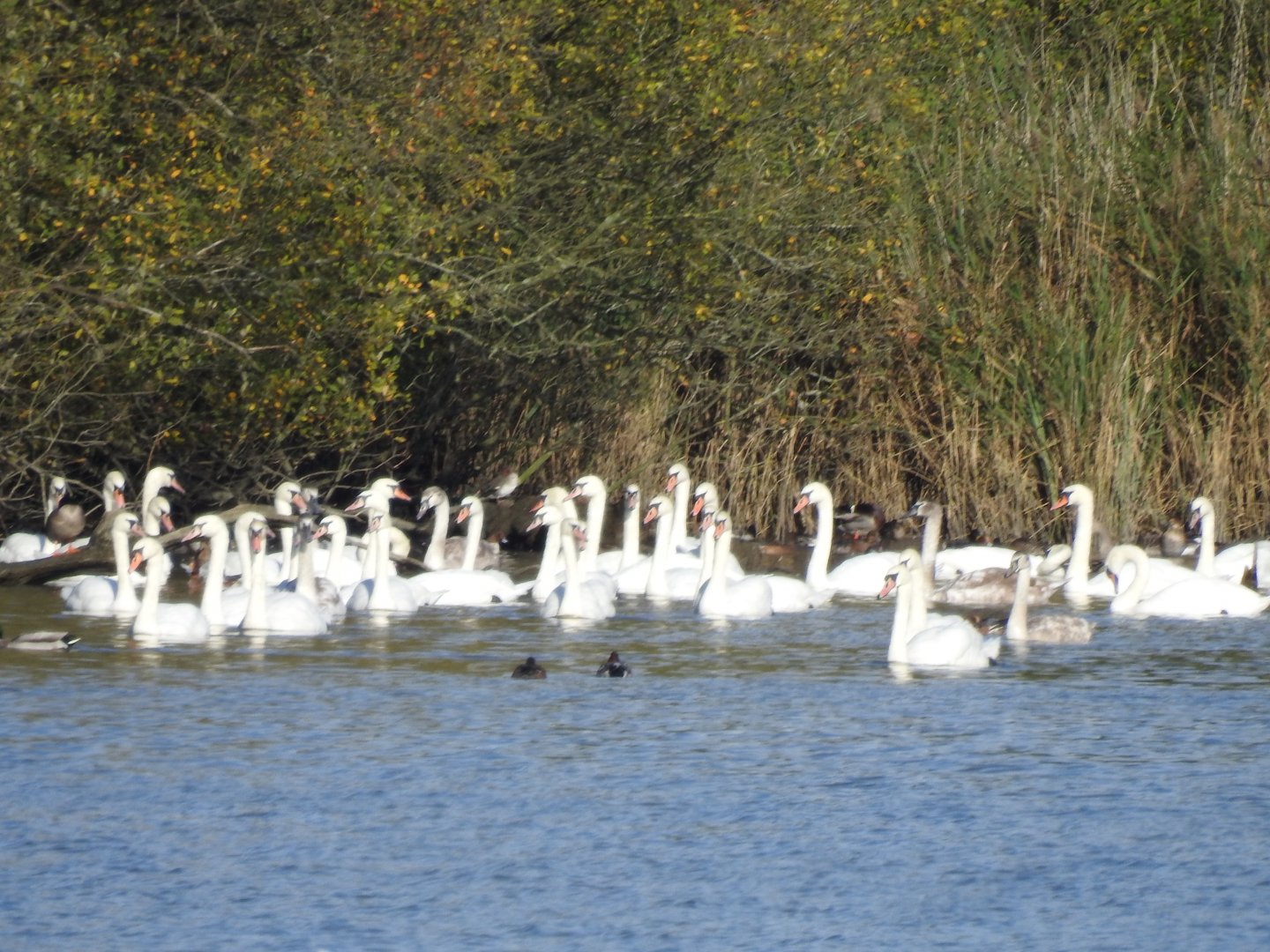 Mute Swans - Norfolk Broads Oct 17