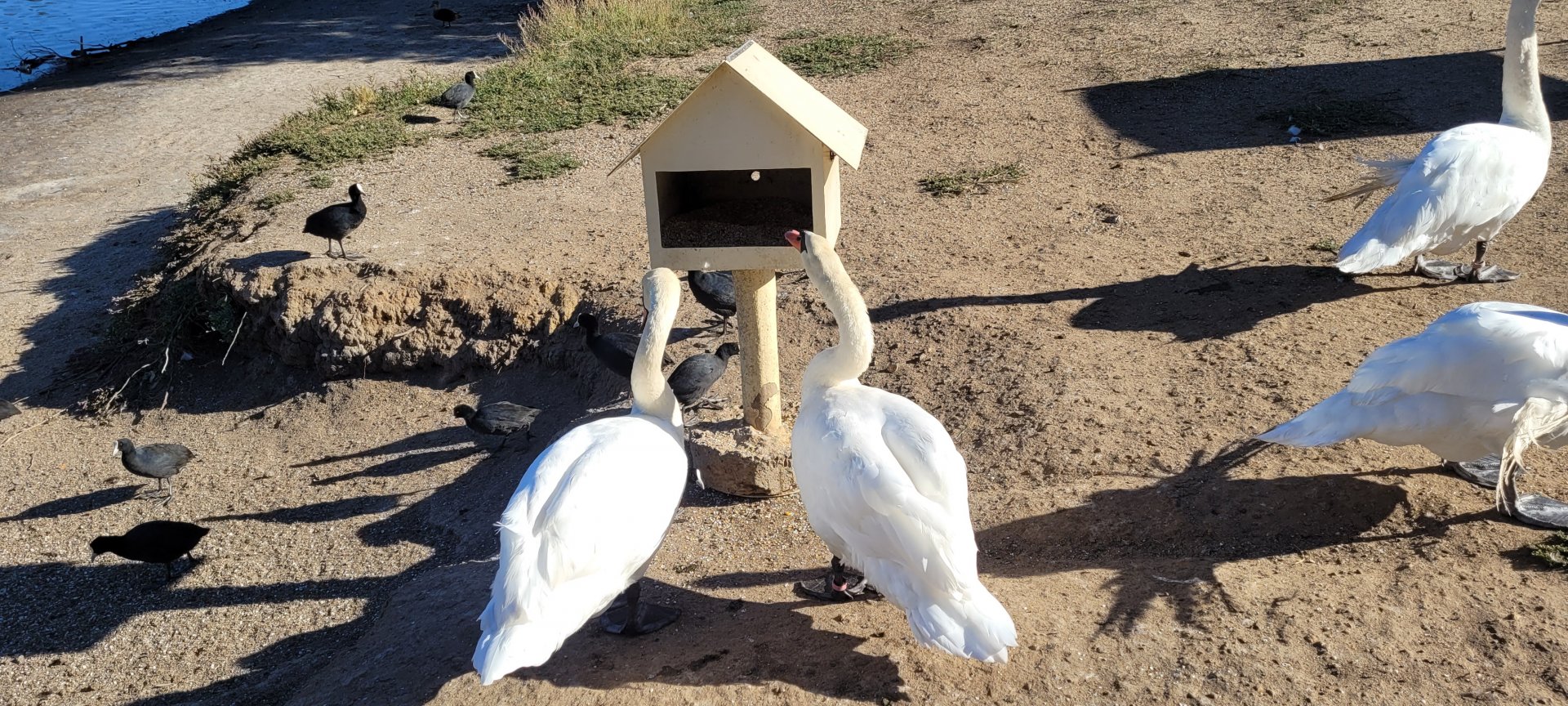 Mute Swans @ Northam WA