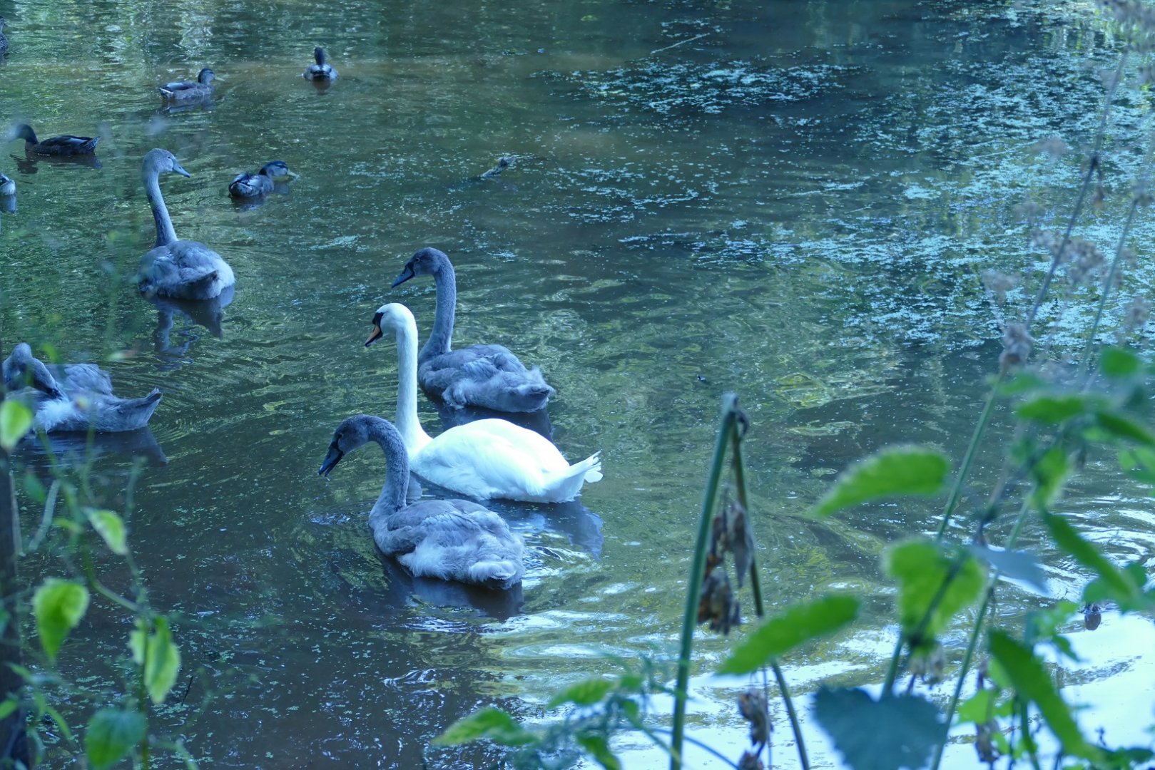 Mute swans, Paignton, August 2022