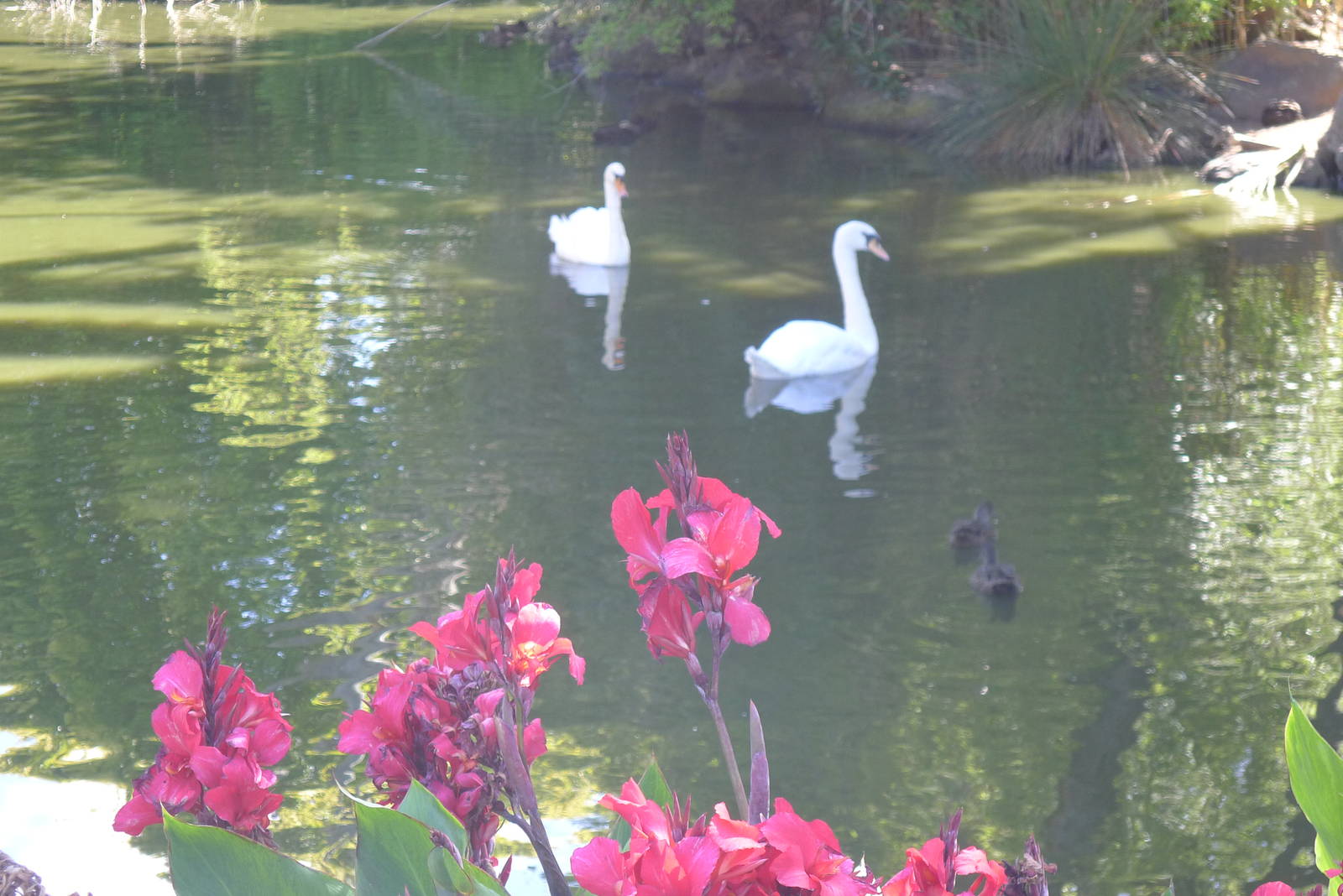 Mute Swans with Canna Lillys
