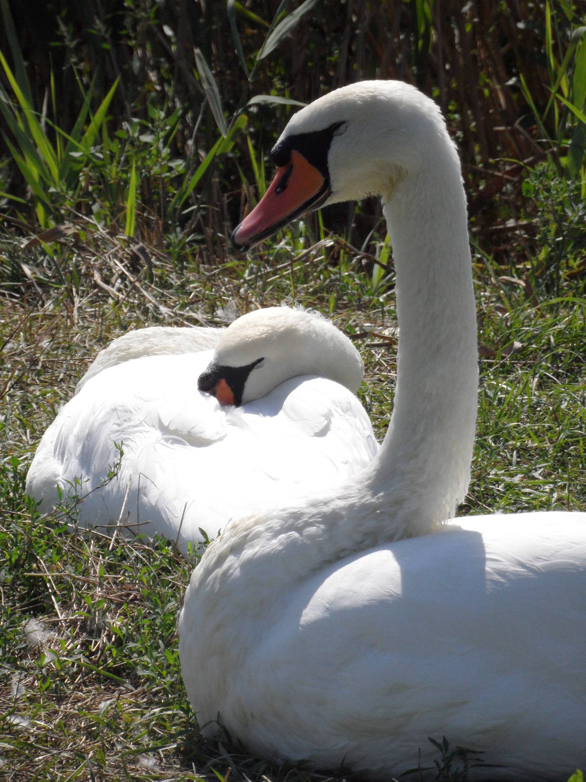 Mute swans