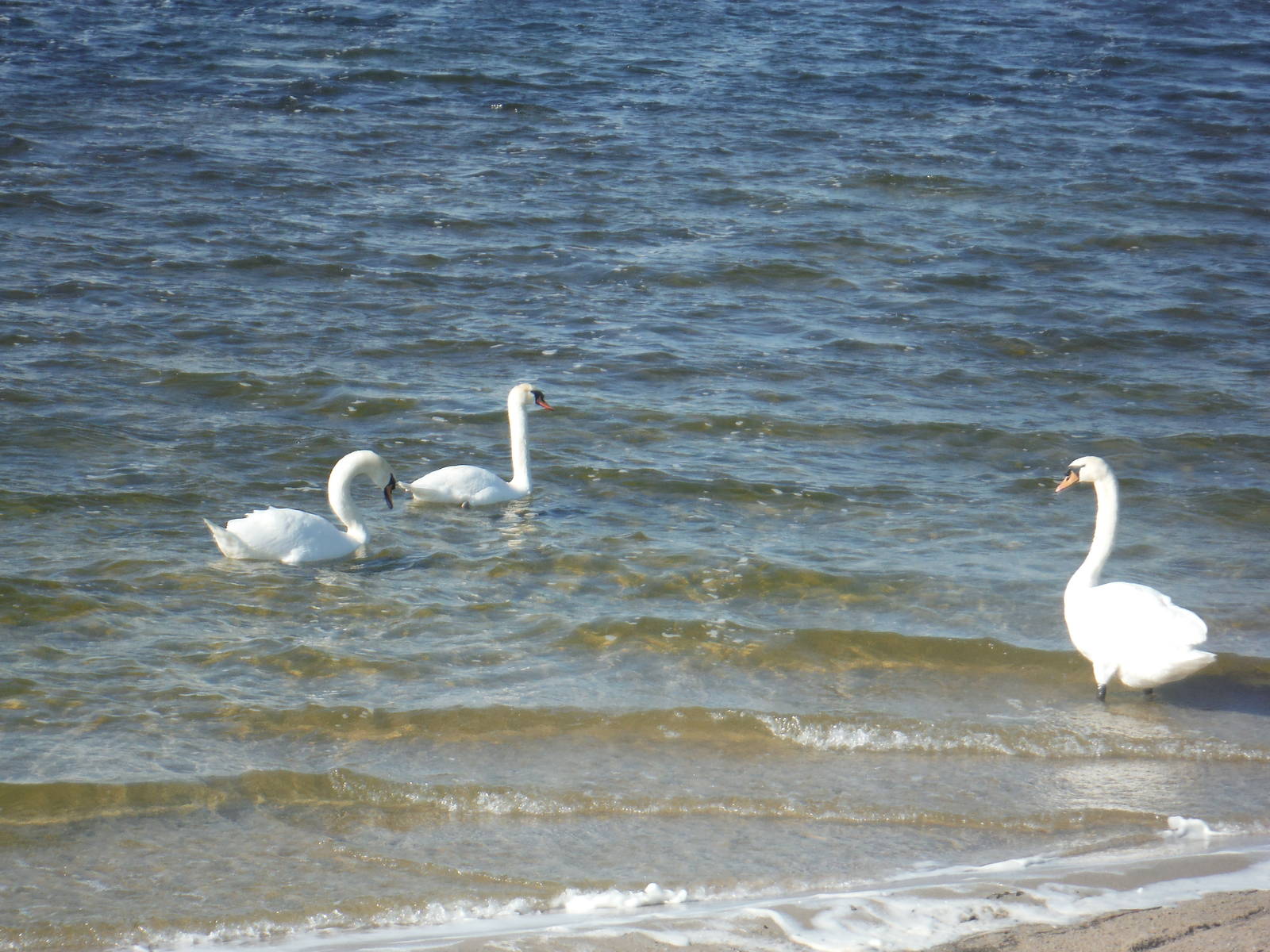 Mute Swans