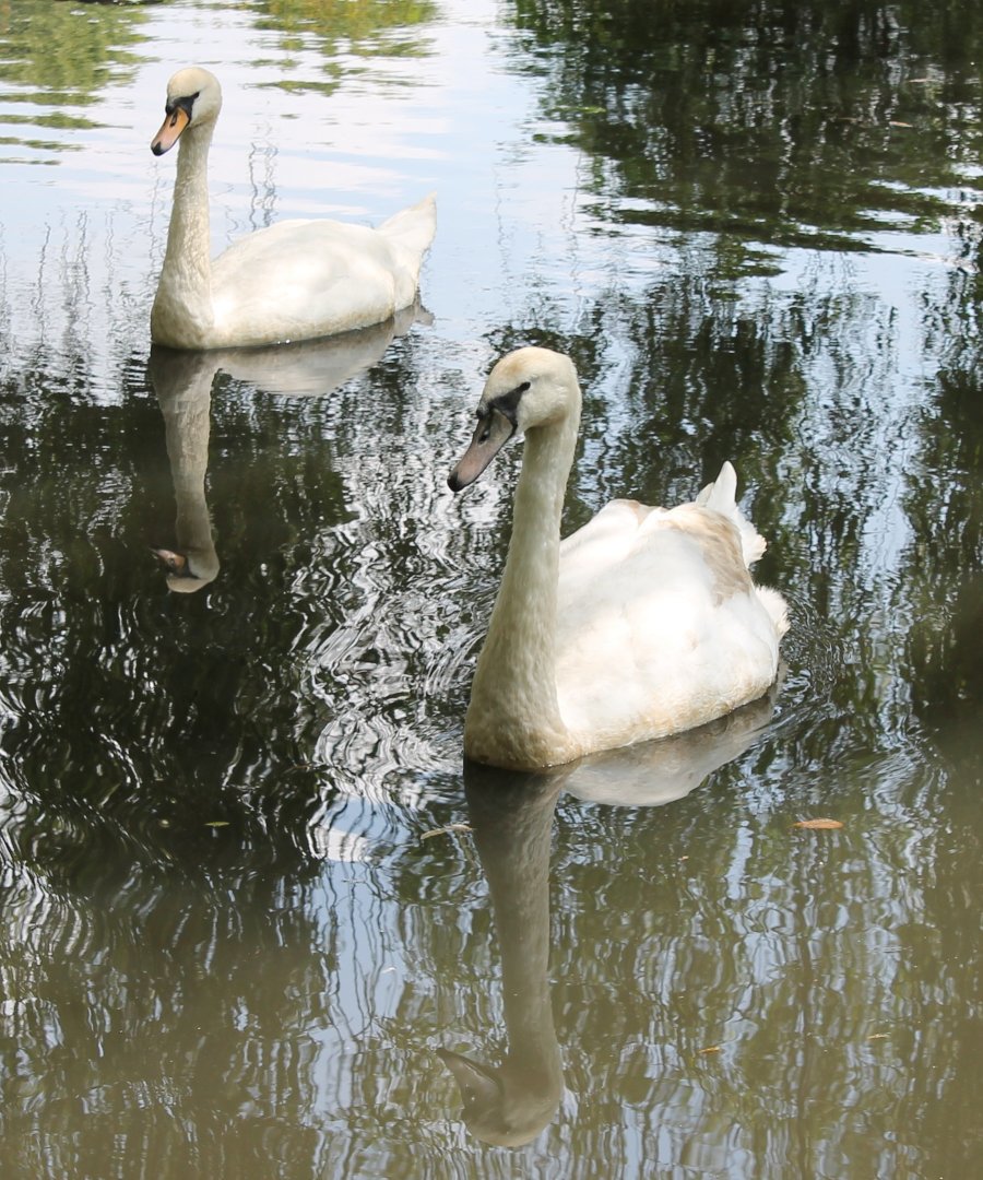 Mute swans