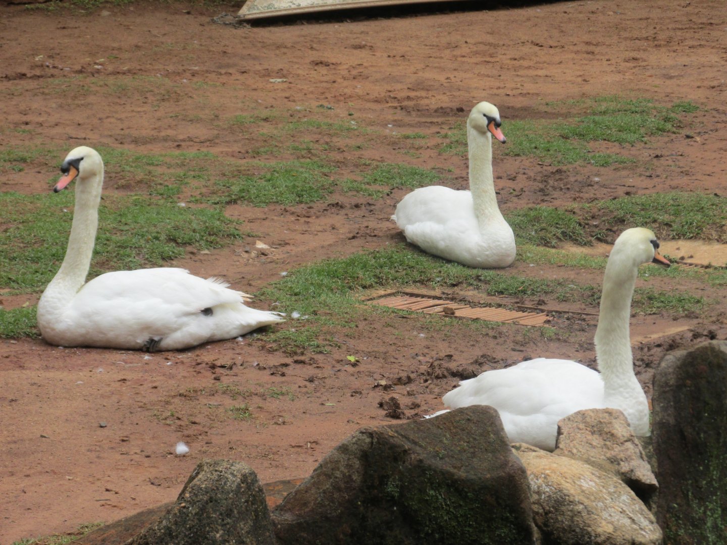 mute swans