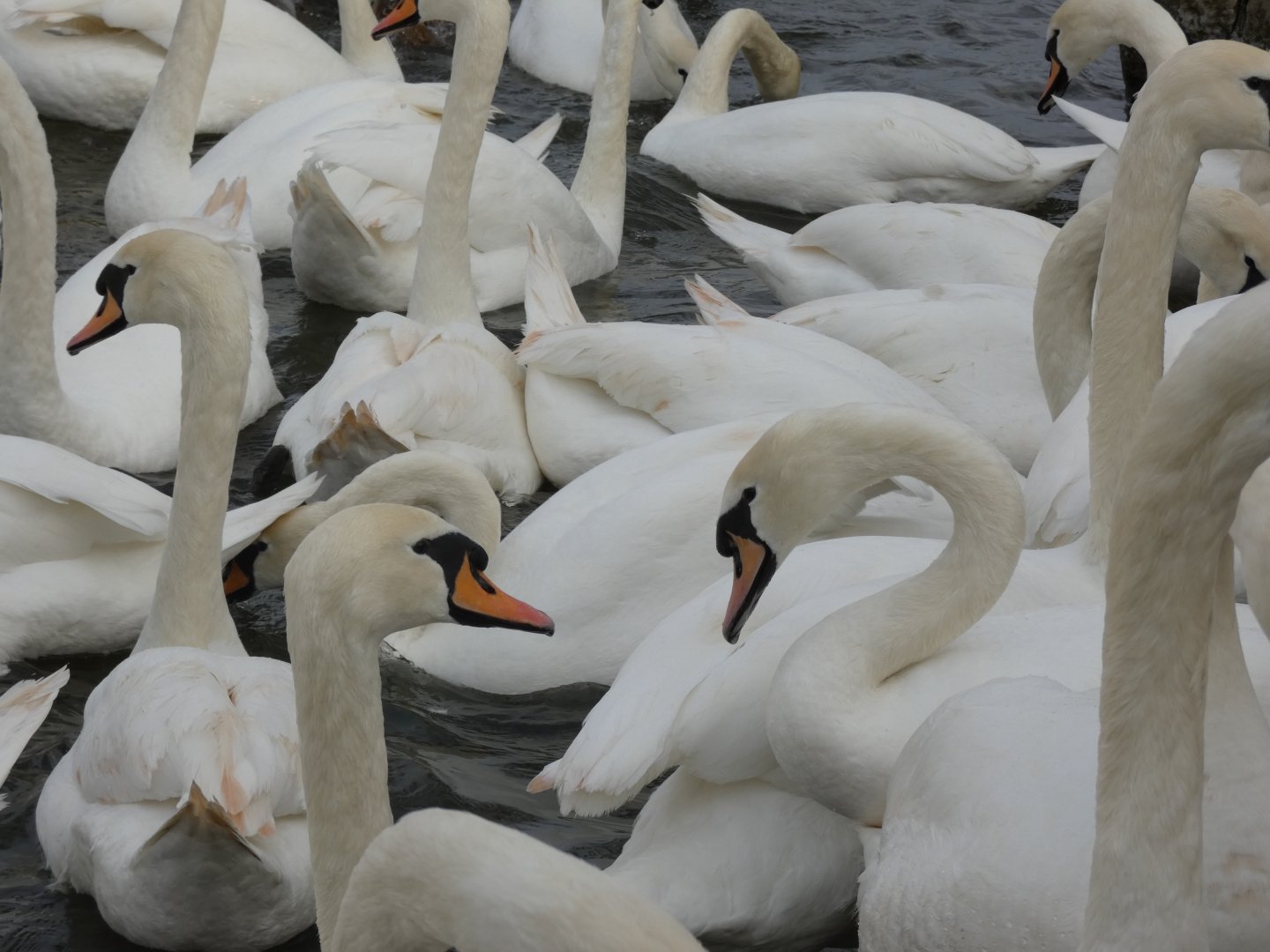 Mute swans