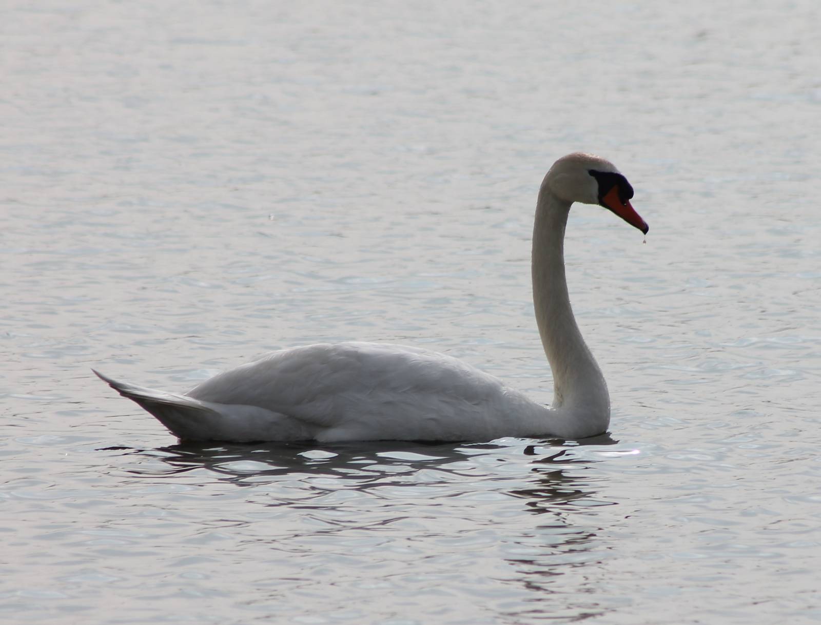 Mute_swan