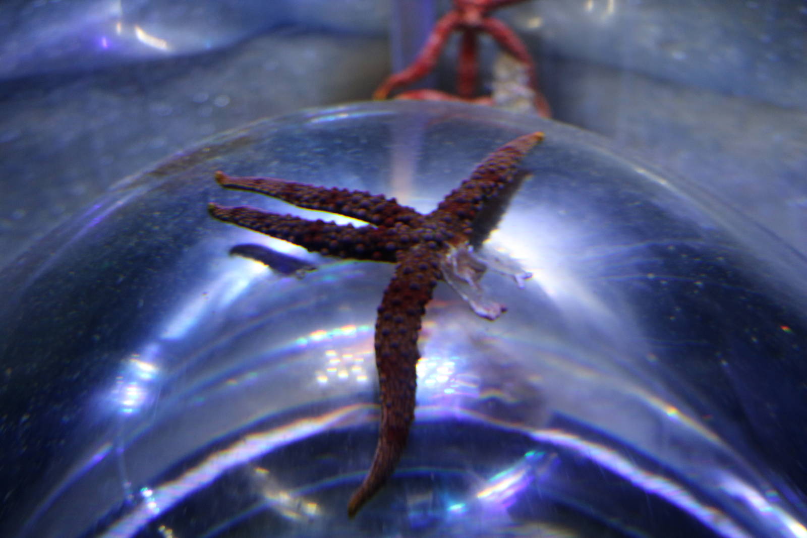 Mutilated starfish, January 2016