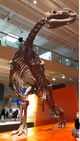 Muttaburrasaurus langdoni "Mutt" - Queensland Museum