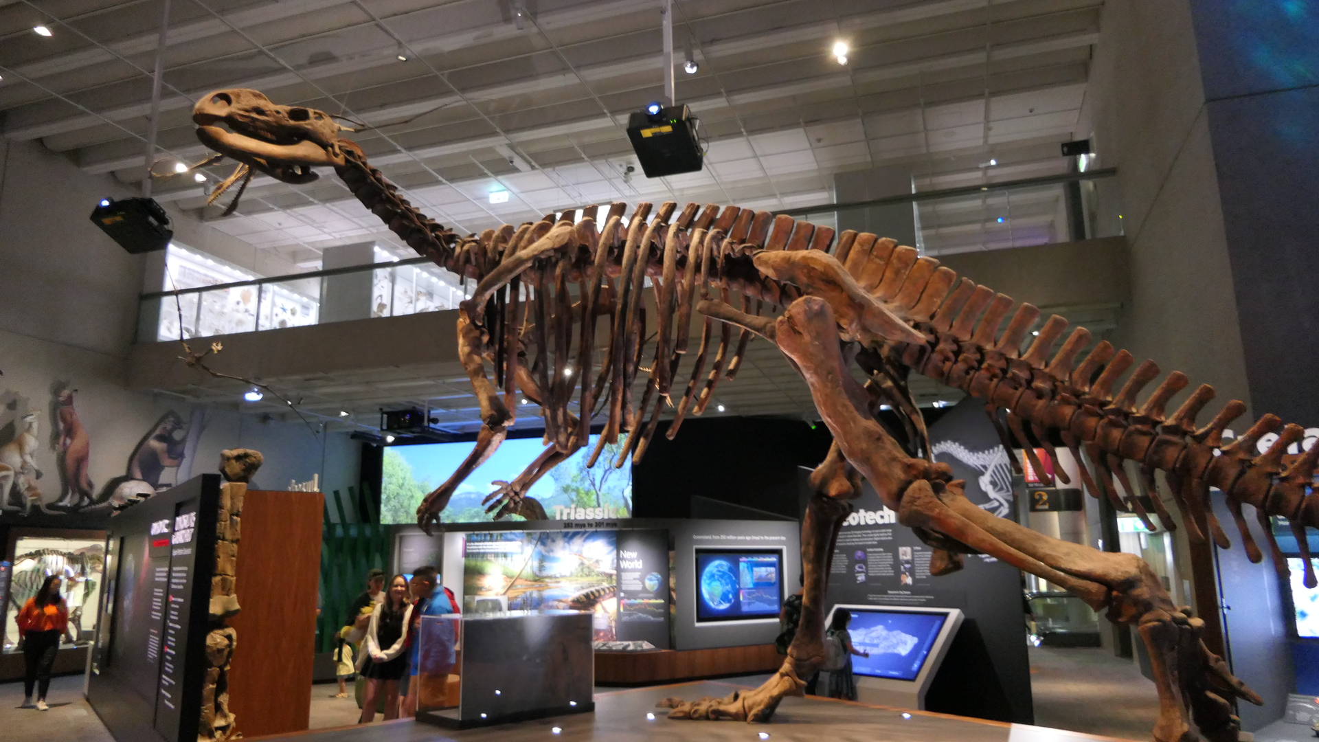 Muttaburrasaurus langdoni