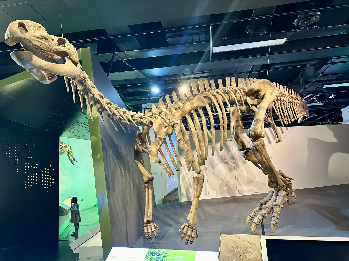 Muttaburrasaurus langdoni