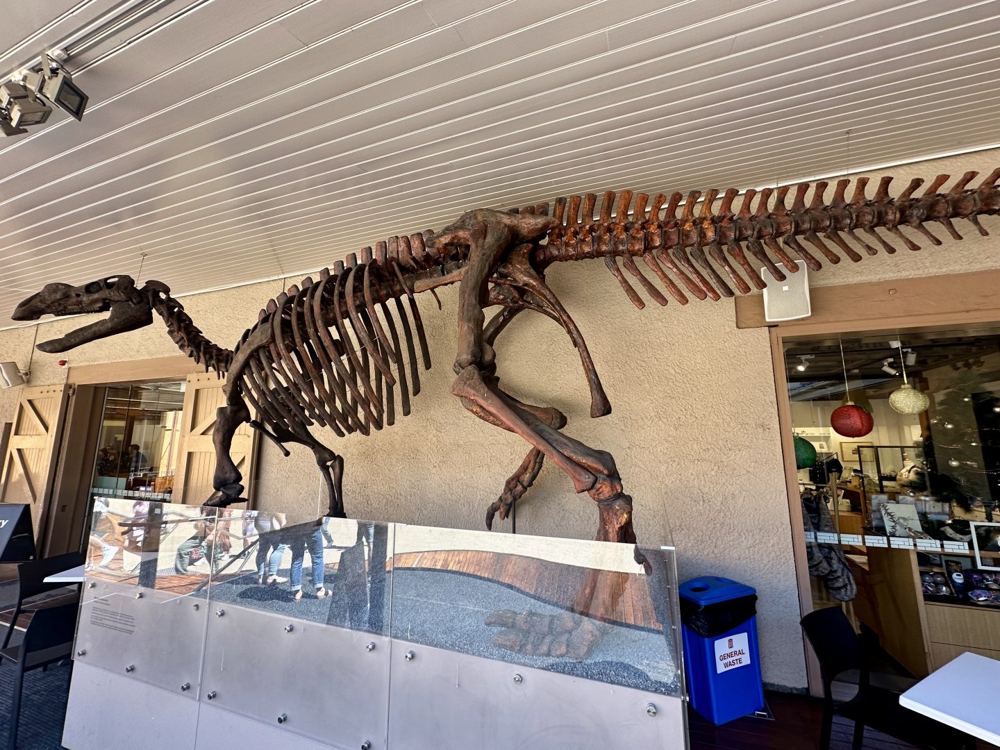 Muttaburrasaurus langdoni